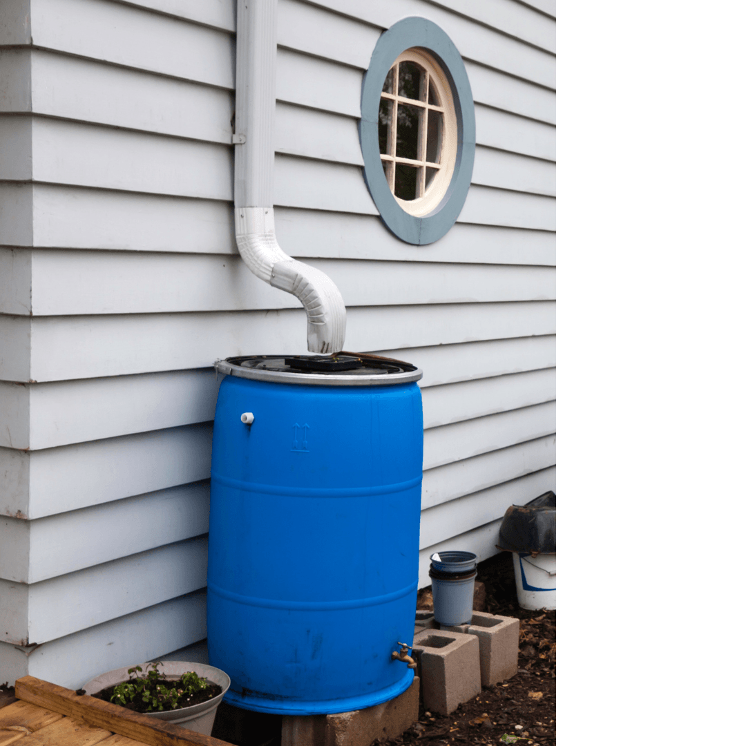 Rain Barrel