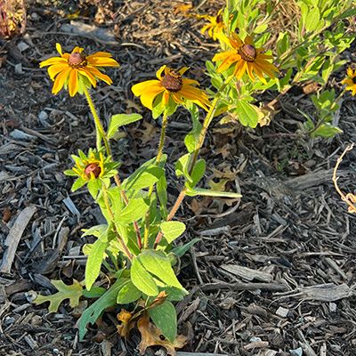 A cluster of flowers with yellow petals and centers